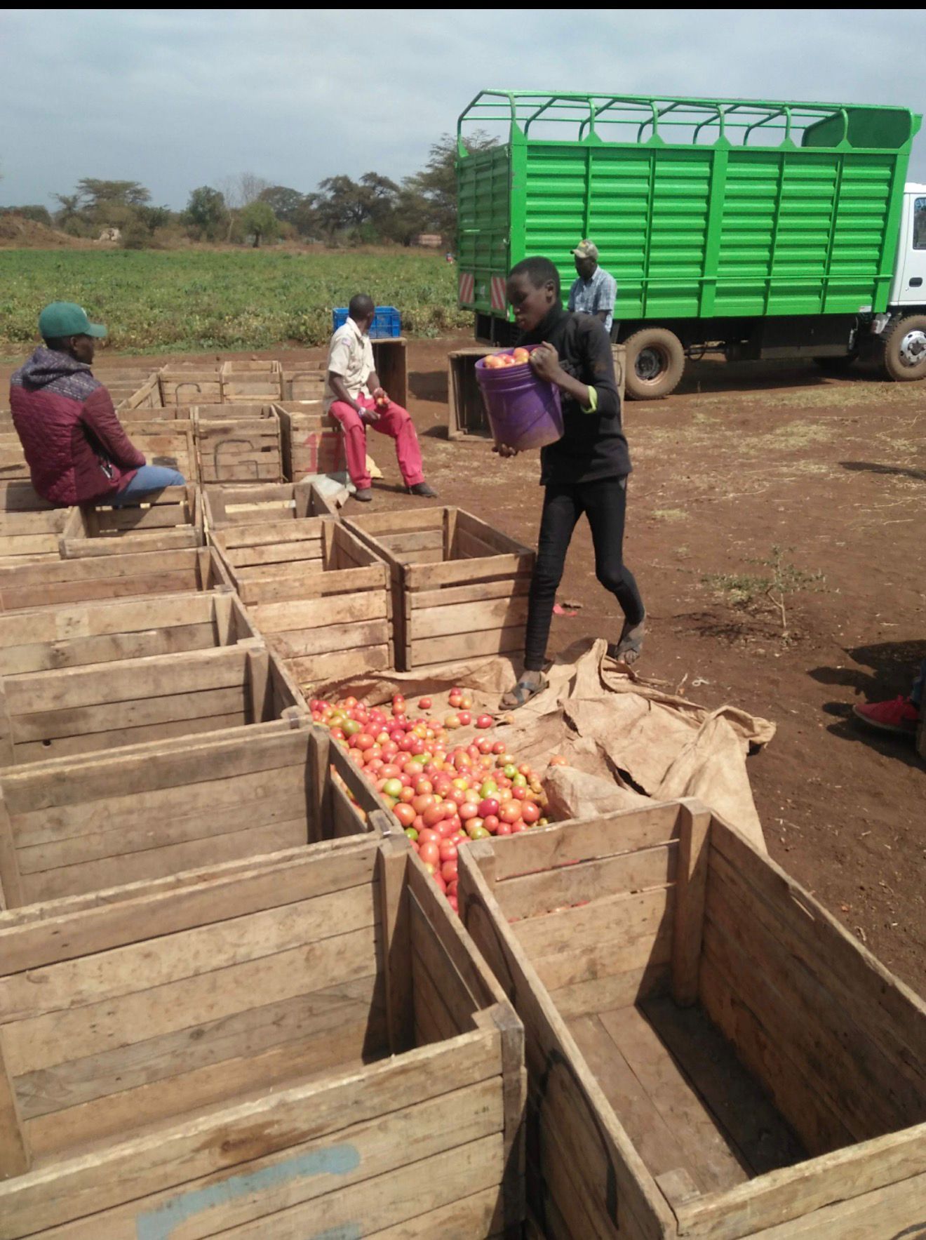 Tomatoes packed in wooden crates beside a green farm truck during harvest.