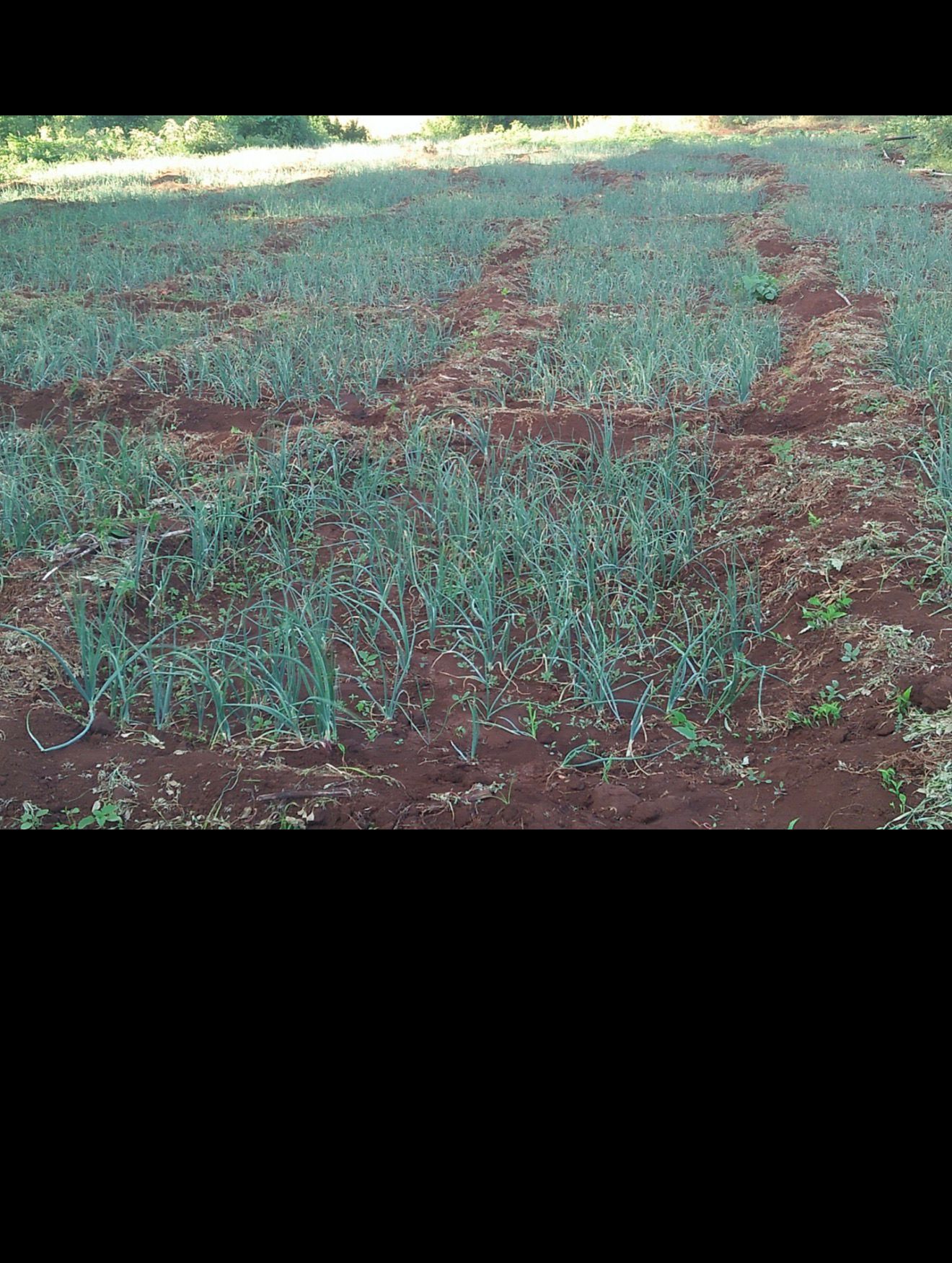 Young crop rows beginning to grow in prepared red soil.