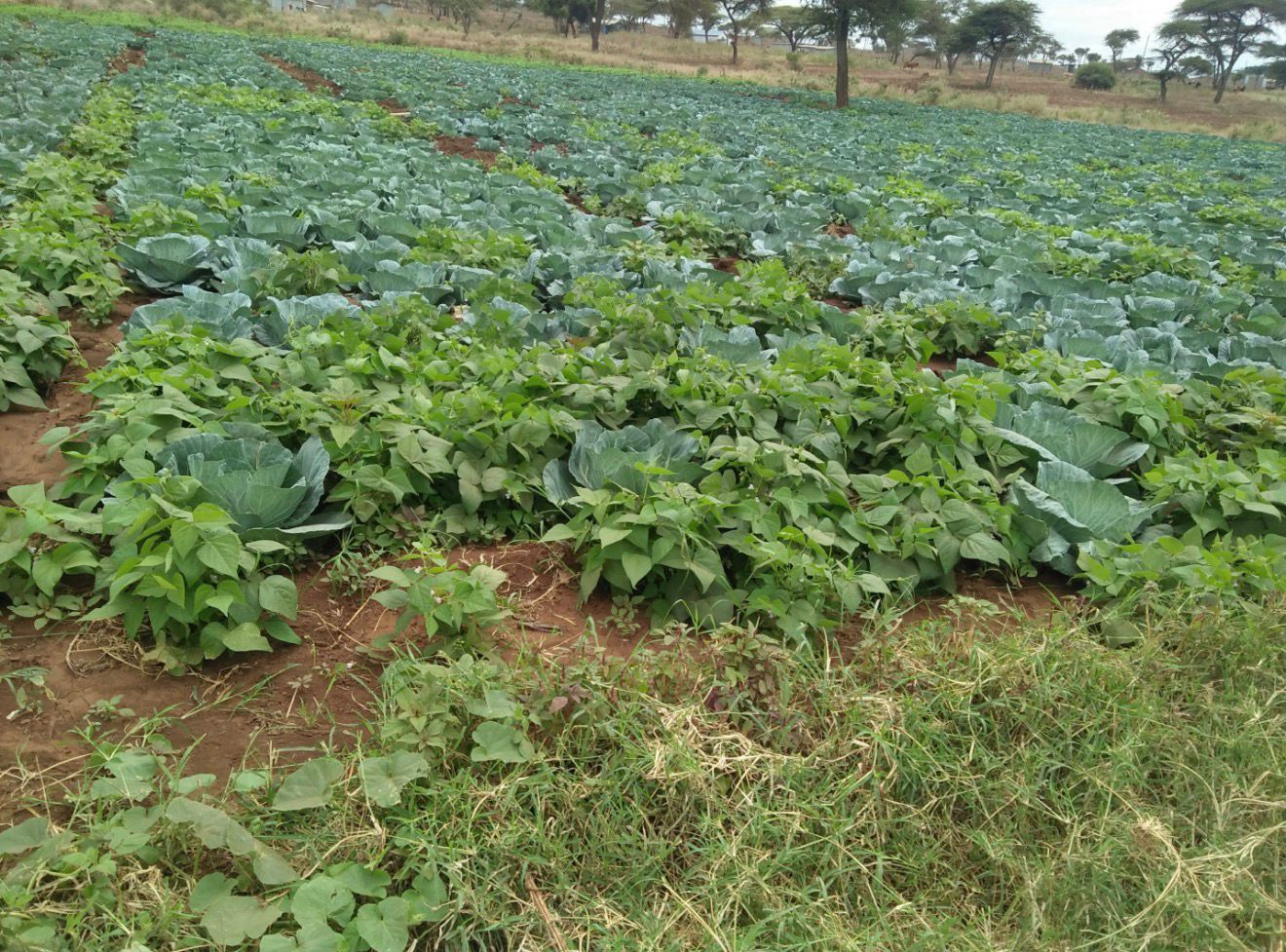 Leafy green vegetables growing across a farm plot.
