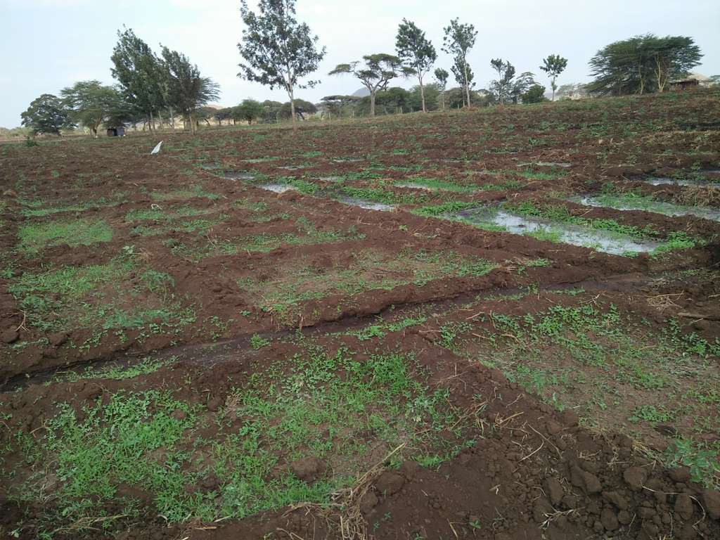 Young crop rows growing across prepared red soil.